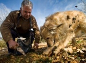 JORNADAS DE LA TRUFA NEGRA EN TODOLELLA
