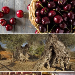 CEREZAS, OLIVOS MILENARIOS Y CANET LO ROIG