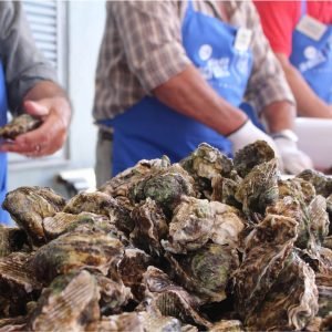 DÍA DE LA OSTRA EN L’AMPOLLA